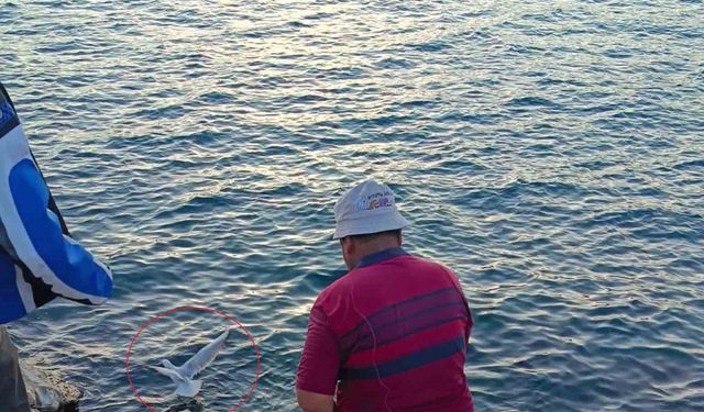 Oltaya bu kez balık yerine martı takıldı