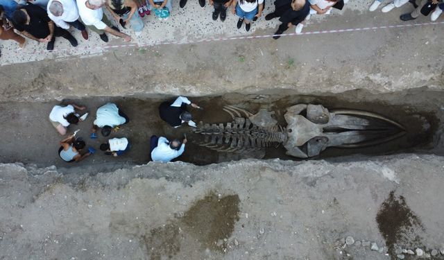 Heyecanlandıran keşifte 16 metrelik balinanın kemikleri birleştirilmeye başlandı