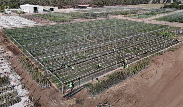 Yanan ormanlar üretilen milyonlarca fidanla yeşerecek