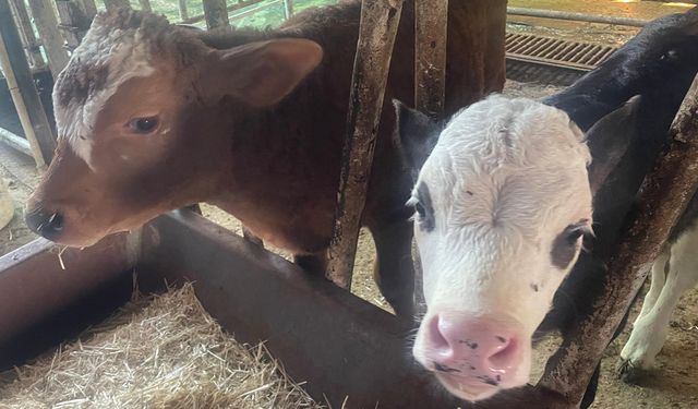 "Türkiye’de yıllık 400-500 bin buzağı ölümü oluyor"