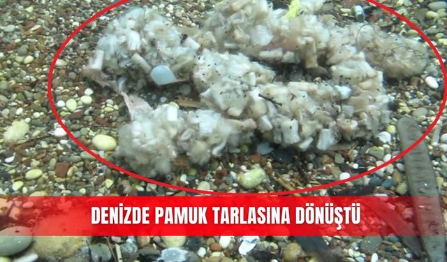 Denizde pamuk tarlasına dönüştü