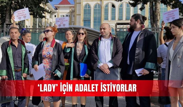 ‘Lady’ için adalet istiyorlar
