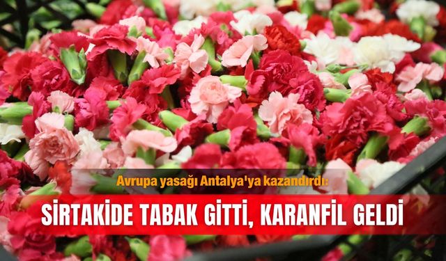 Avrupa yasağı Antalya'ya kazandırdı: Sirtakide tabak gitti, karanfil geldi