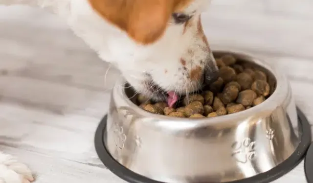 KÖPEK VE KEDİ MAMASI ALIMI