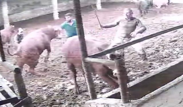 Üzerine zıplayan boğanın darbesiyle yere serildi: O anlar kamerada