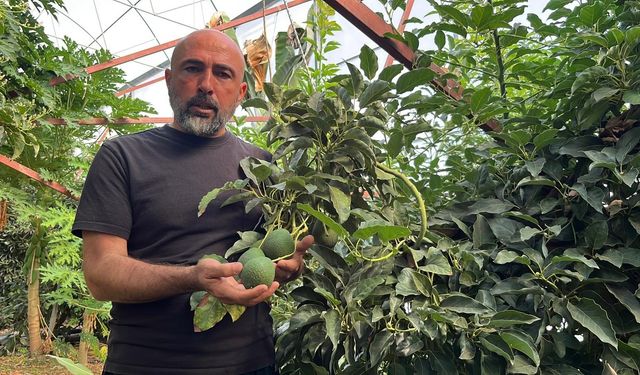 Tropikal meyve üretimi Alanya'da ivme kazandı