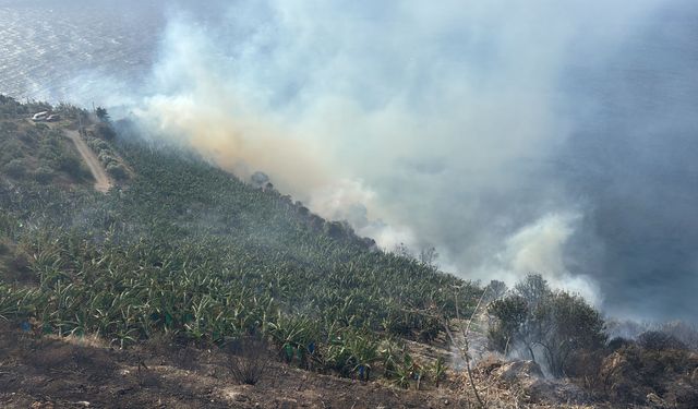 Antalya'da muz bahçesinde yangın
