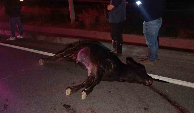 Araçların çarpması sonucu telef oldu