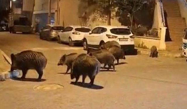 İzmir, sokaklarında domuz sürüleri ile doğal yaşam parkına döndü