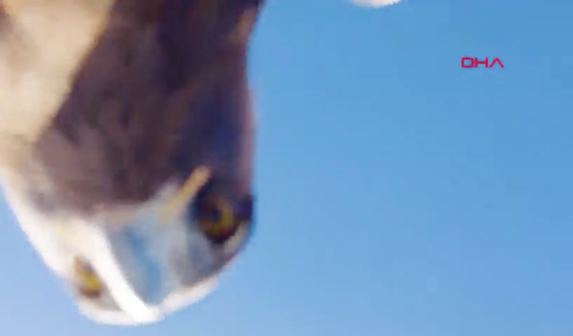 Kartalın kaptığı dron 6 saatlik tırmanışla geri alındı