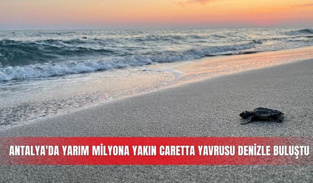 Antalya'da yarım milyona yakın caretta yavrusu denizle buluştu