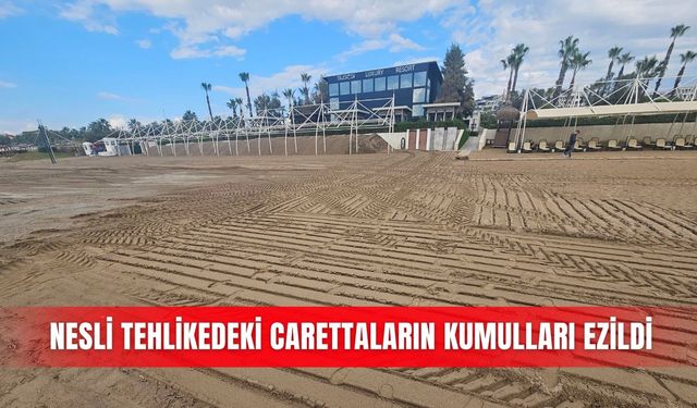 Nesli tehlikedeki carettaların kumulları ezildi