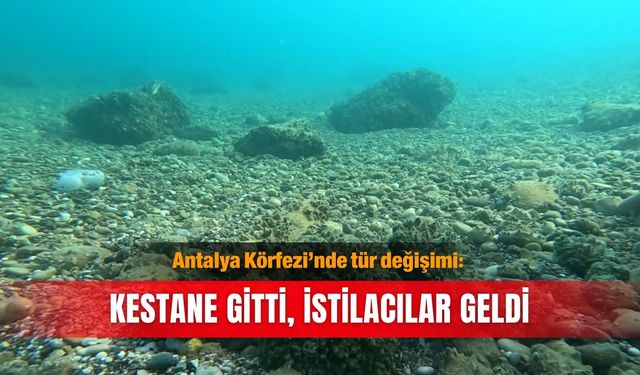 Antalya Körfezi’nde tür değişimi: Kestane gitti, istilacılar geldi
