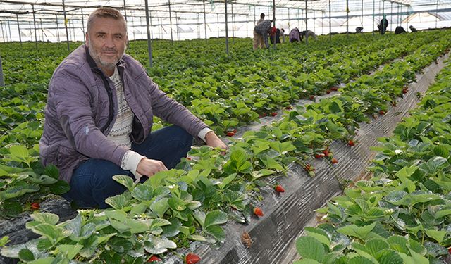 Serik'te çilek hasadı başladı