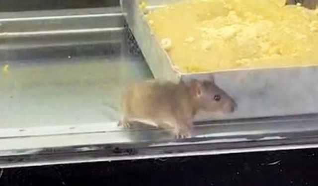 İğrenç görüntü: Börek tezgahlarında fare cirit attı