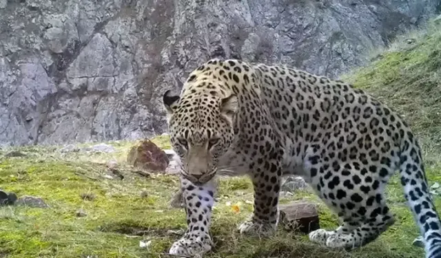 Anadolu parsına zarar vermenin cezası 45 milyon TL