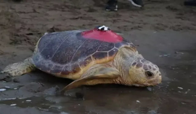 'Tuba', 5 ayda 10 bin kilometre katetti