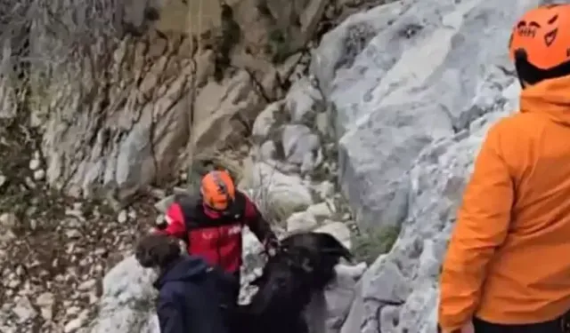Serik'te dağlık alanda keçi kurtarma operasyonu