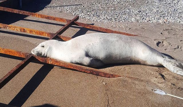 Serik'te Akdeniz foku görüldü