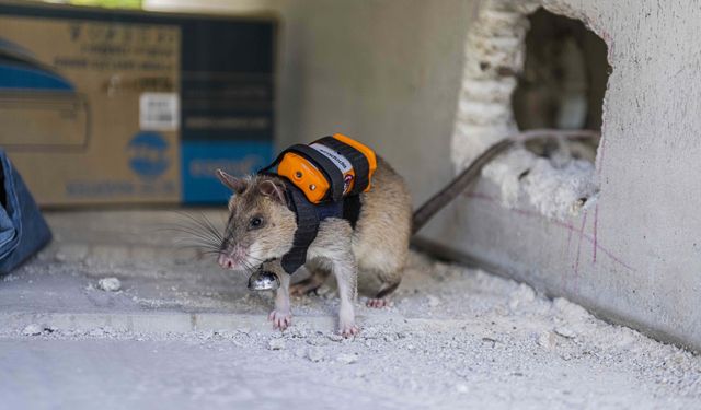 Sırt çantalı 'Kahraman fareler' enkaz altında nefes arayacak