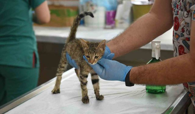 Şefkat eli binlerce can dosta uzandı