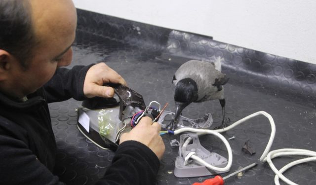 Tamirci çırağı karga