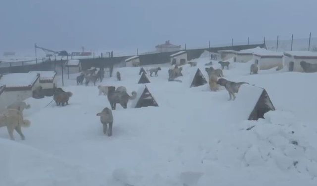 Kangallarını beslemek için yola çıktı, çiftliğe vardığında gözlerine inanamadı