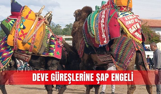 Deve güreşlerine şap engeli