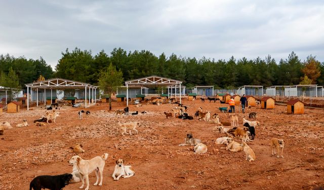 Büyükşehir sokak köpekleri için doğal yaşam alanı kapasitesini arttırdı