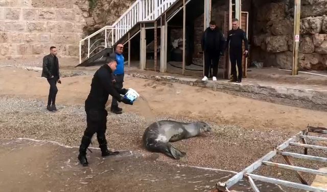 Akdeniz foku, mavi sularla buluşturuldu