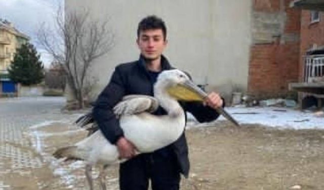 Sokakta gezerken pelikan buldu