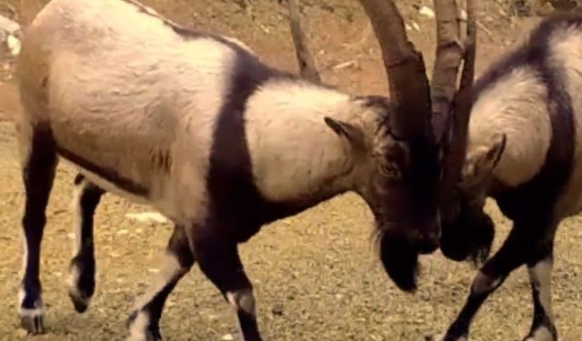 Yaban hayatı fotokapanlara yansıdı