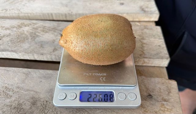 Dev kiviler ağırlıklarıyla rekor kırdı, Avrupa pazarının dikkatini çekti!