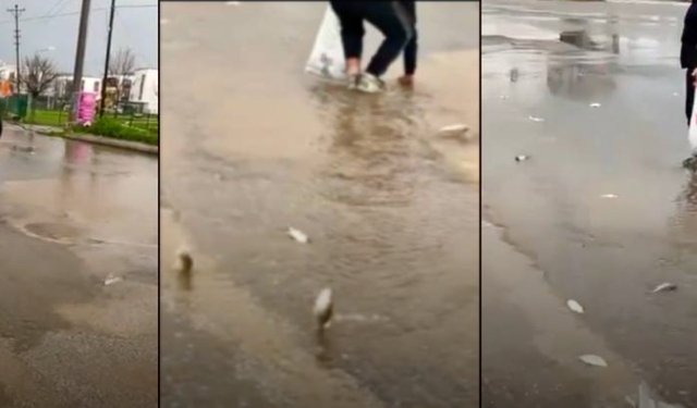 Gölet taşınca asfalttan balık topladılar