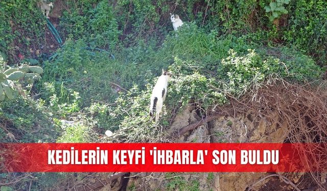 Kedilerin keyfi 'ihbarla' son buldu