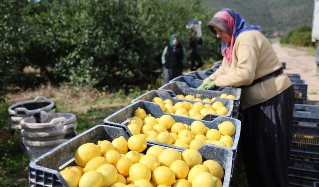 Limonda üretici fiyatları yükseldi