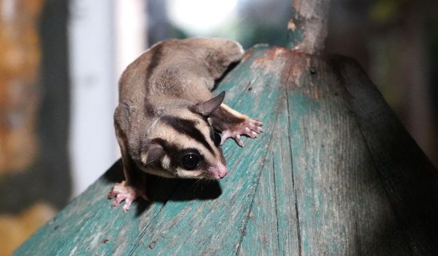 Kaçak bakılan 33 'uçan sincap' rehabilitasyona alındı