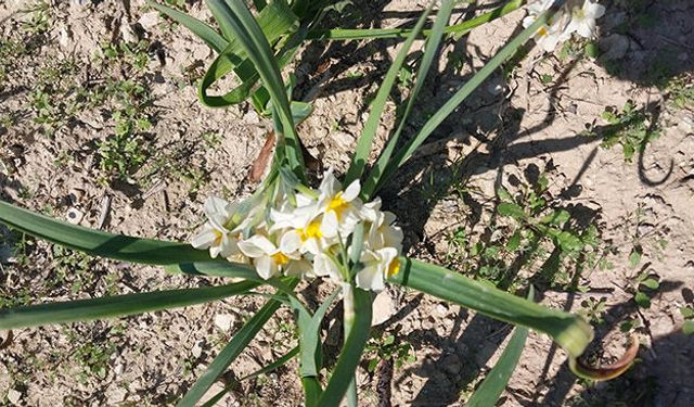 Mersin'de nergis çiçekleri gelir kaynağı