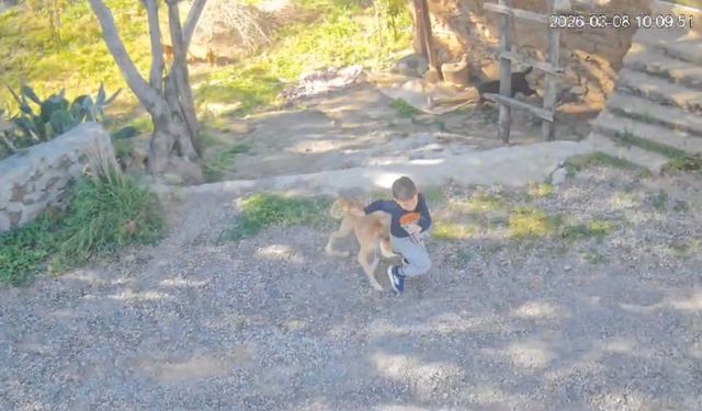 Sahipsiz köpeğin saldırısına uğrayan 7 yaşındaki çocuk hastanelik oldu