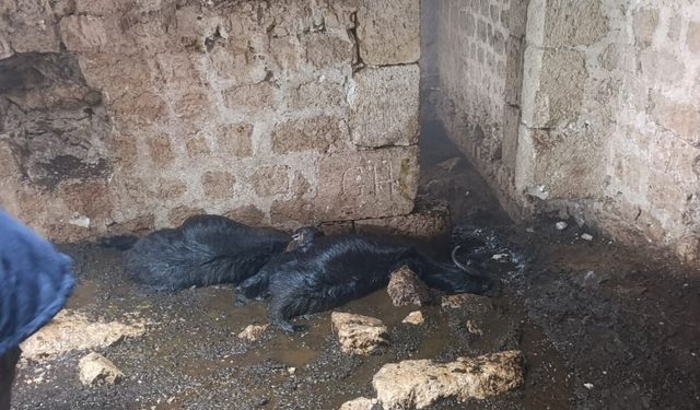 Mersin'de ahıra yıldırım düştü