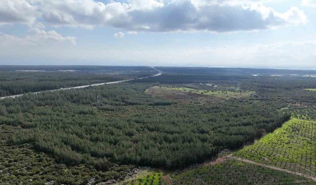 '81 İlde 81 Orman' projesi sürüyor