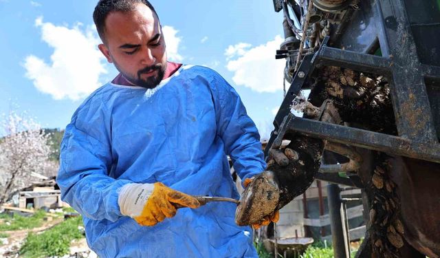 Üreticilerin büyükbaş hayvanlarına tırnak bakım desteği