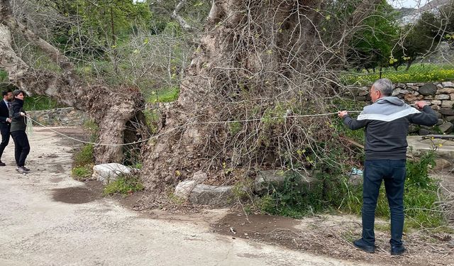Bodrum’da 2 bin yıllık dev çınar keşfedildi