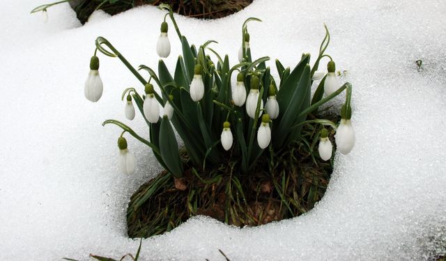 Toros kardelenine koruma kalkanı