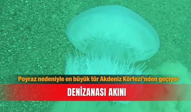 Poyraz nedeniyle en büyük tür Akdeniz Körfezi’nden geçiyor...Denizanası akını