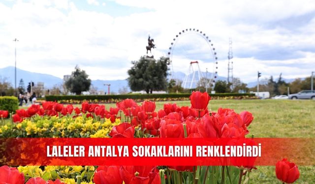 Laleler Antalya sokaklarını renklendirdi