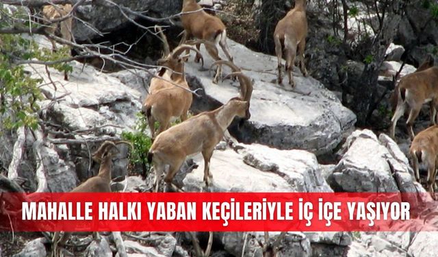 Mahalle halkı yaban keçileriyle iç içe yaşıyor