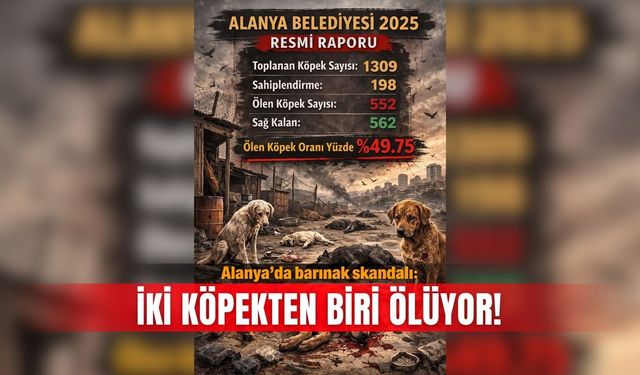 Alanya’da barınak skandalı: İki köpekten biri ölüyor!