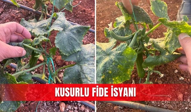 Kusurlu fide isyanı