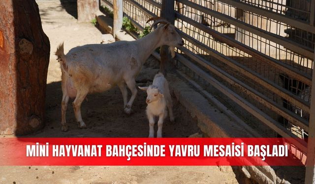 Mini hayvanat bahçesinde yavru mesaisi başladı